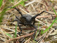 Lamia textor