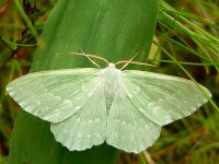 Large Emerald (Geometra papilionaria)