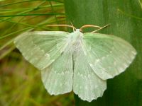 Large Emerald (Geometra papilionaria)