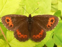 Arran Brown (Erebia ligea)