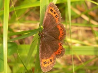 Arran Brown (Erebia ligea)