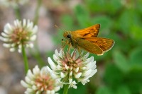 Large Skipper (Ochlodes sylvanus)