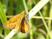 Large Skipper (Ochlodes sylvanus)