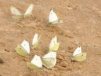 Large White (Pieris brassicae)