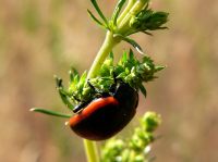 Chrysolina sanguinolenta