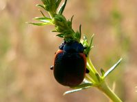 Chrysolina sanguinolenta
