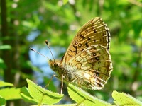 Lesser Marbled Fritillary (Brenthis ino)