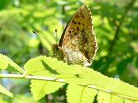 Lesser Marbled Fritillary (Brenthis ino)