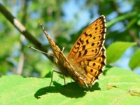 Lesser Marbled Fritillary (Brenthis ino)