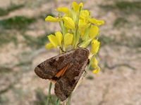 Lesser Yellow Underwing (Noctua comes)
