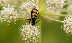 Longhorn beetle (Leptura quadrifasciata)