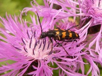 Longhorn beetle (Leptura quadrifasciata)
