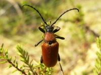 Longhorn beetle (Leptura rubra)