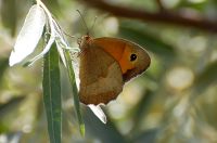 Meadow Brown (Maniola jurtina)