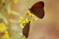 Meadow Brown (Maniola jurtina)