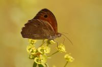 Meadow Brown (Maniola jurtina)