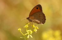 Meadow Brown (Maniola jurtina)