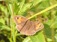 Meadow Brown (Maniola jurtina)