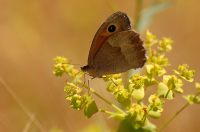 Meadow Brown (Maniola jurtina)