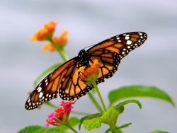 Monarch butterfly (Danaus plexippus)