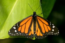 Monarch butterfly (Danaus plexippus)