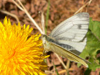 Mountain Green-veined White (Pieris bryoniae)