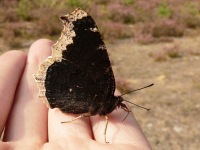 Mourning Cloak (Nymphalis antiopa)