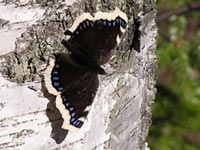 Mourning Cloak (Nymphalis antiopa)