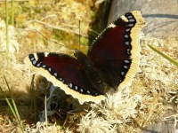 Mourning Cloak (Nymphalis antiopa)