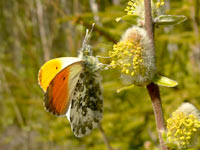 Orange Tip (Anthocharis cardamines)