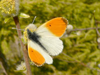 Orange Tip (Anthocharis cardamines)