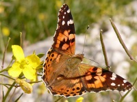 Painted Lady (Vanessa cardui)