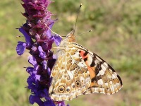 Painted Lady (Vanessa cardui)