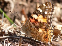 Painted Lady (Vanessa cardui)