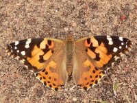 Painted Lady (Vanessa cardui)