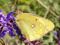 Pale Clouded Yellow (Colias hyale)