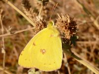 Pale Clouded Yellow (Colias hyale)
