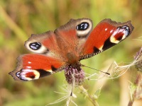 Peacock Butterfly (Inachis io)