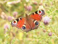 Peacock Butterfly (Inachis io)