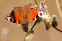 Peacock Butterfly (Inachis io)