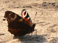 Peacock Butterfly (Inachis io)