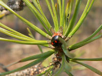 Pine Ladybird (Exochomus quadripustulatus)