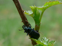 Platycerus caprea