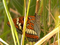 Poplar Admiral (Limenitis populi)