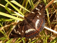 Poplar Admiral (Limenitis populi)