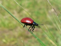 Poplar Leaf Beetle (Chrysomela populi)