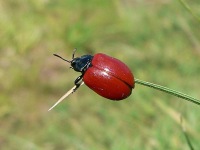 Poplar Leaf Beetle (Chrysomela populi)