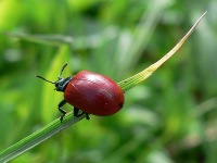 Poplar Leaf Beetle (Chrysomela populi)