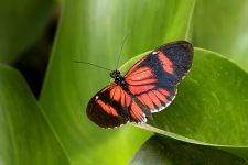 Postman Butterfly (Heliconius melpomene)