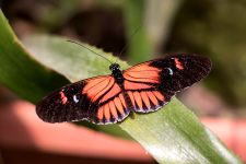 Postman Butterfly (Heliconius melpomene)